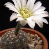 Gymnocalycium-ragonesii